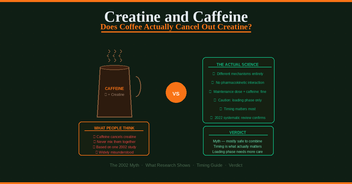 creatine and caffeine does coffee cancel out creatine myth vs science 2026