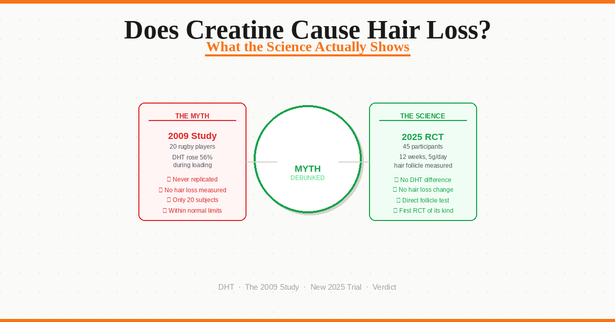 does creatine cause hair loss myth vs science DHT study 2026.